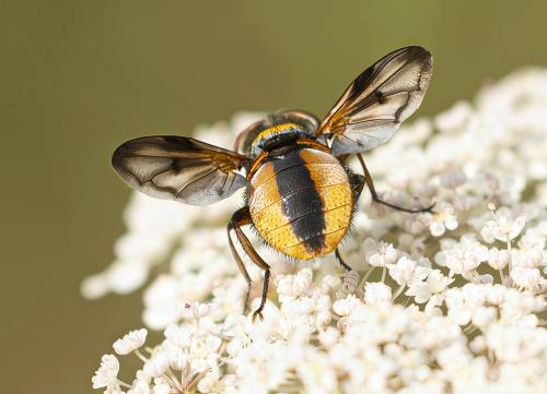 Ectophasia crassipennis